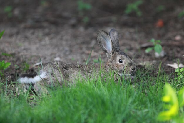 brown hare in the grass