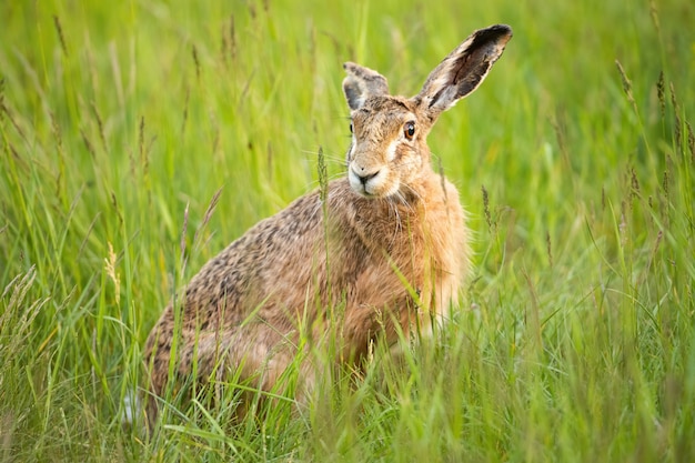 Brown hare hiding in green grass