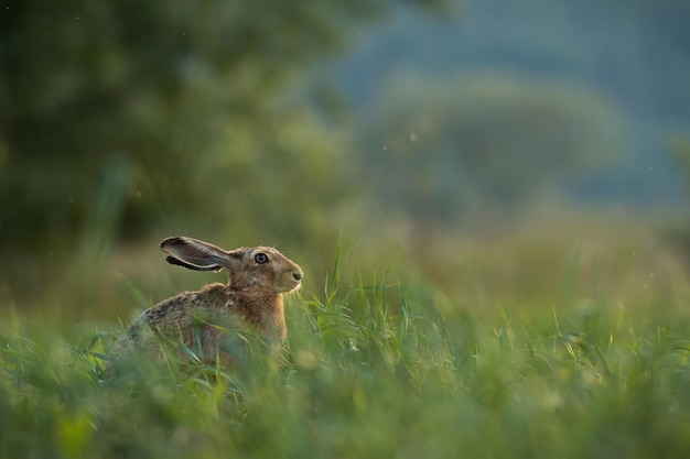 Brown hare hiding in long grassland in summer nature