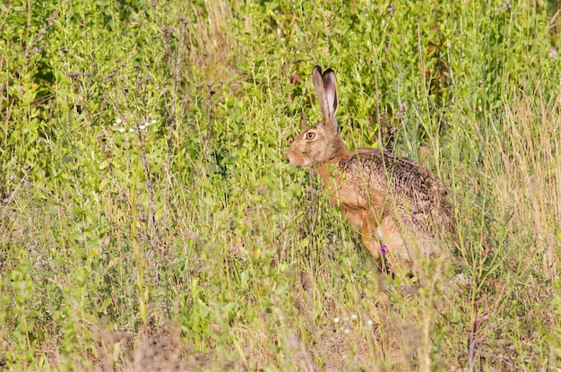 ヤブノウサギlepuseuropaeusヤブノウサギ