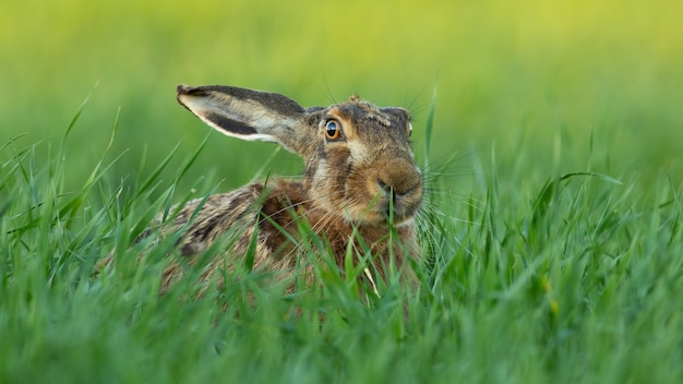 Brown hare looking on green field in summertime nature