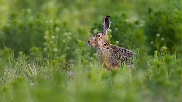 Brown hare looking on growing meadow in summer from side