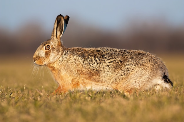 Brown hare running on green meadow in springtime at sunset