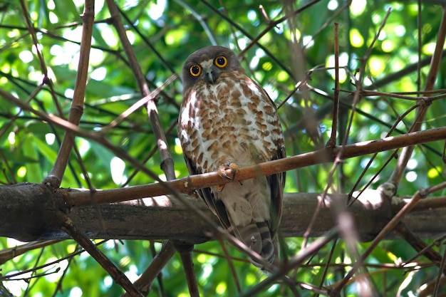 Photo brown hawk-owl brown boobook ninox scutulata beautiful birds of thailand