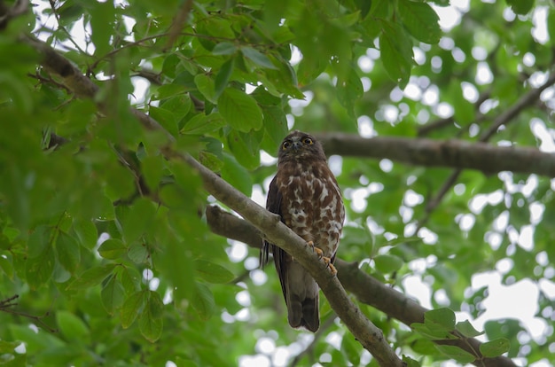 Brown Hawk Owl perch on the tree in nature