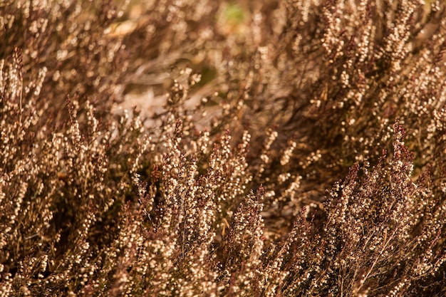 Photo a brown heather flowers in the swamp in spring
