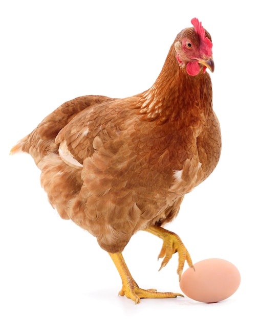 Brown hen and egg isolated