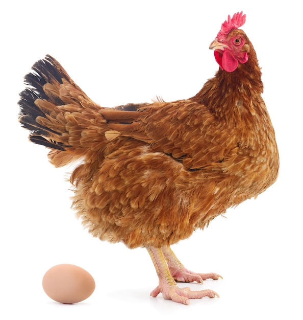 Brown hen and egg isolated