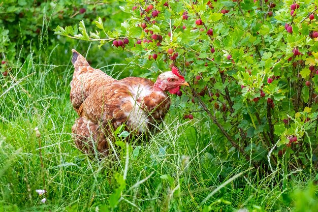 A brown hen in the garden pecks gooseberry berries