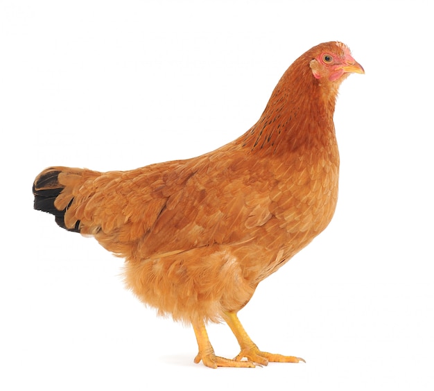 Brown hen isolated in background