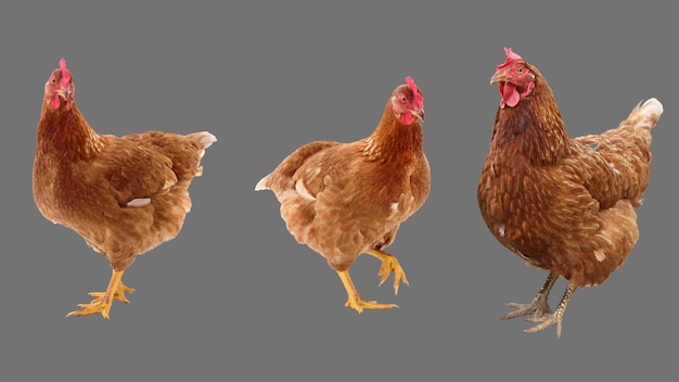 灰色の透明な背景 2 に分離された茶色の鶏