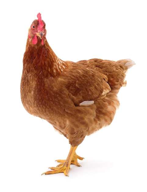 写真 白い背景に分離された茶色の鶏