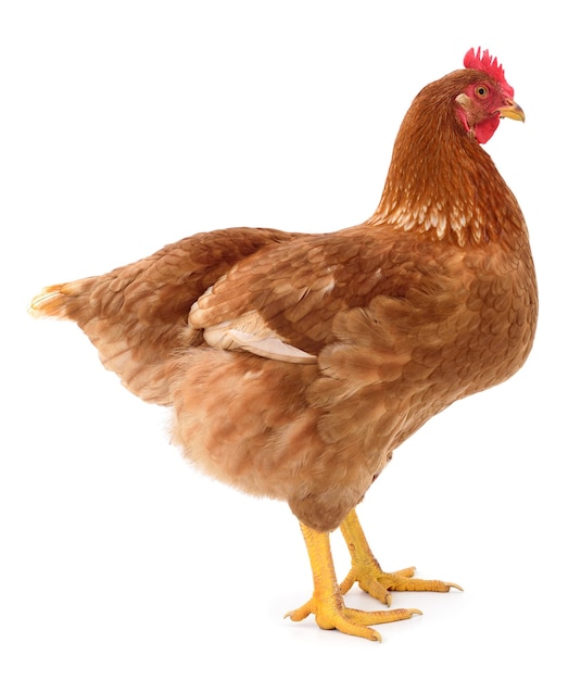 Brown hen isolated on a white background