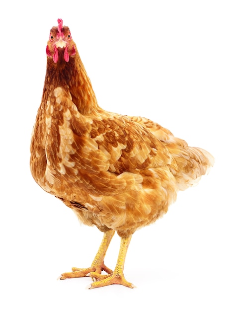 Brown hen isolated on white, studio shot