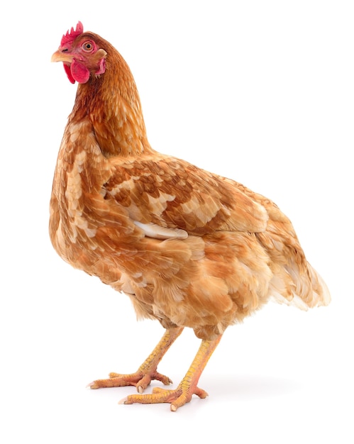 Brown hen isolated on white, studio shot