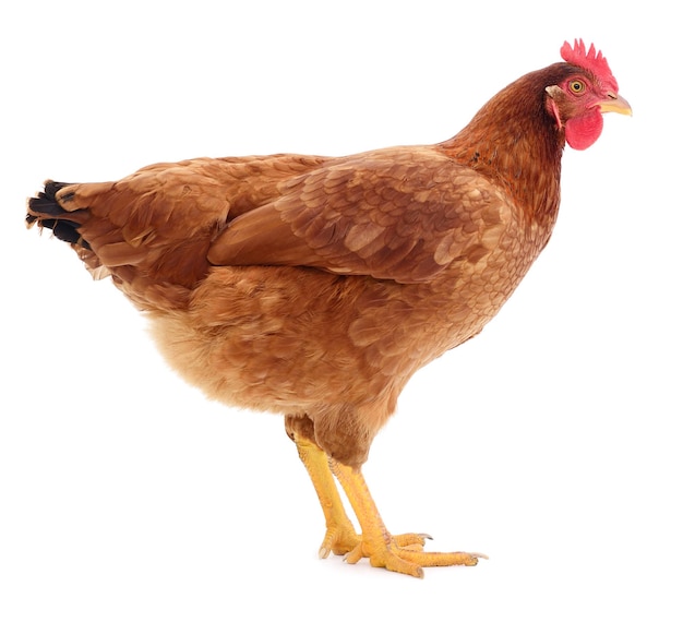 Brown hen isolated on white, studio shot