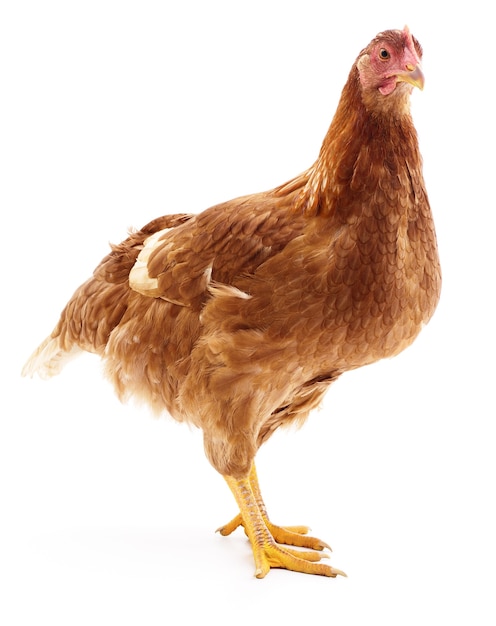 Brown hen isolated