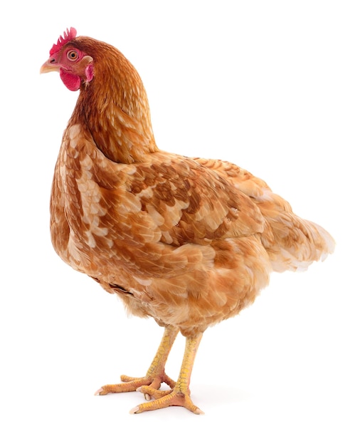 Photo brown hen isolated