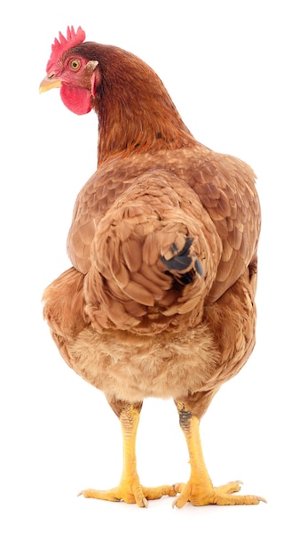 Brown hen isolated