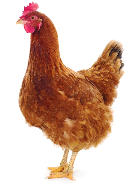 Brown hen isolated