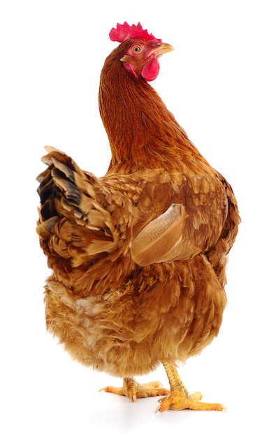 Brown hen isolated