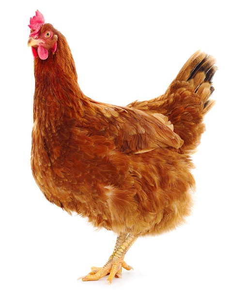 Brown hen isolated