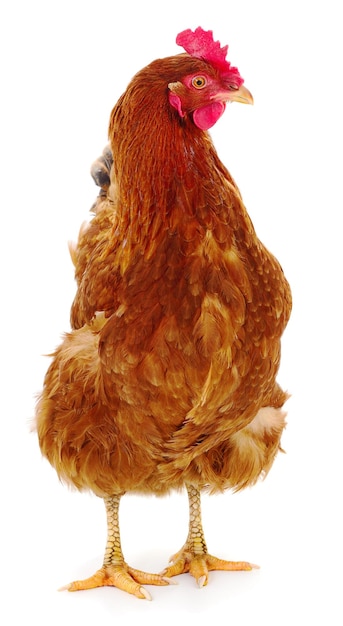 Brown hen isolated