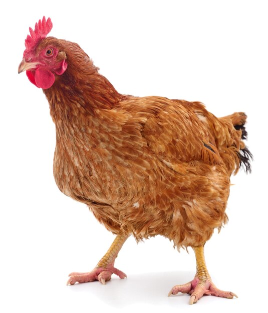 Gallina marrone isolata