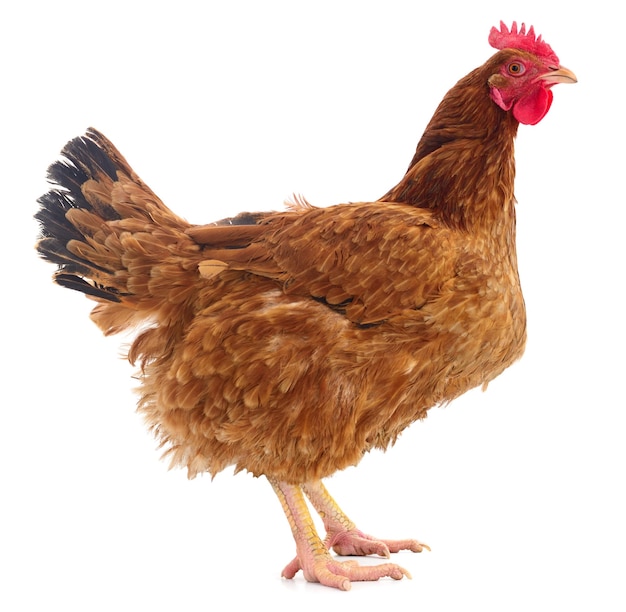 Brown hen isolated