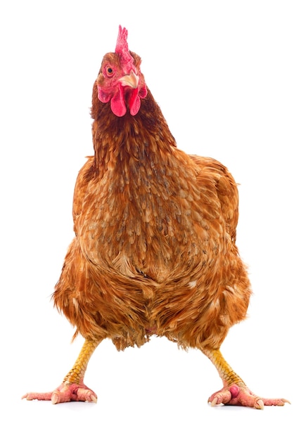 Brown hen isolated