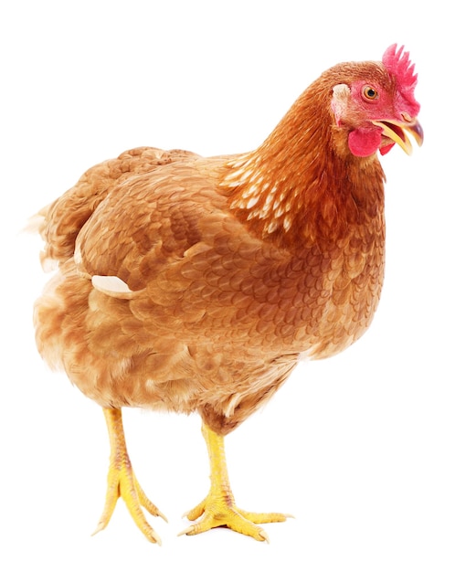 Brown hen isolated