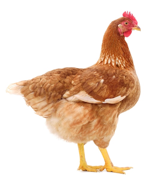 Brown hen isolated