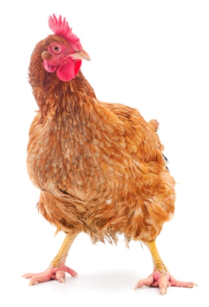 Brown hen isolated