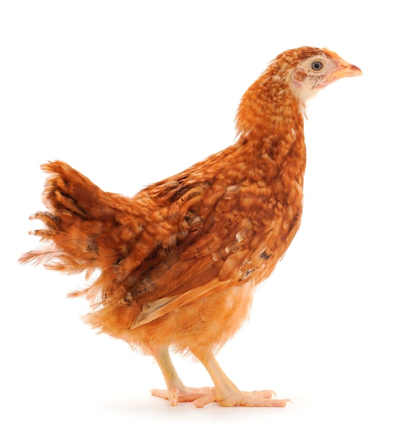 Brown hen isolated