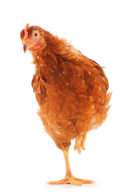 Brown hen isolated