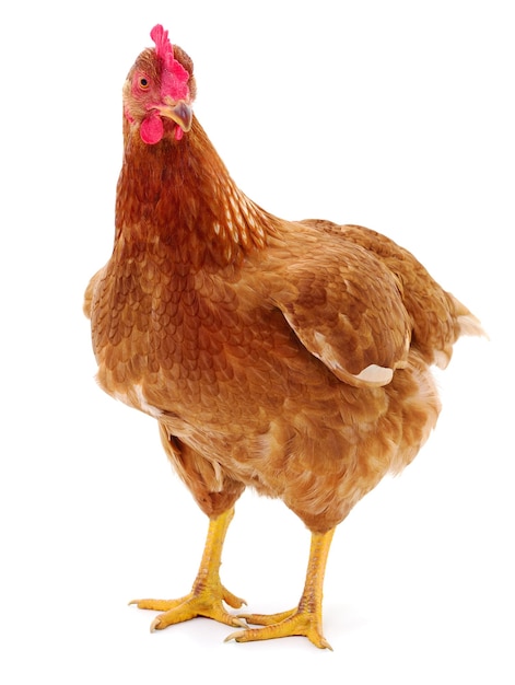 Gallina marrone isolata