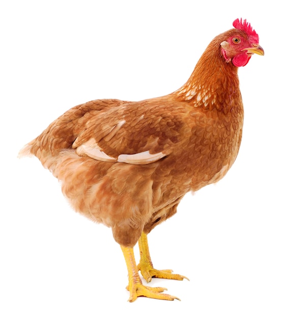 Brown hen isolated