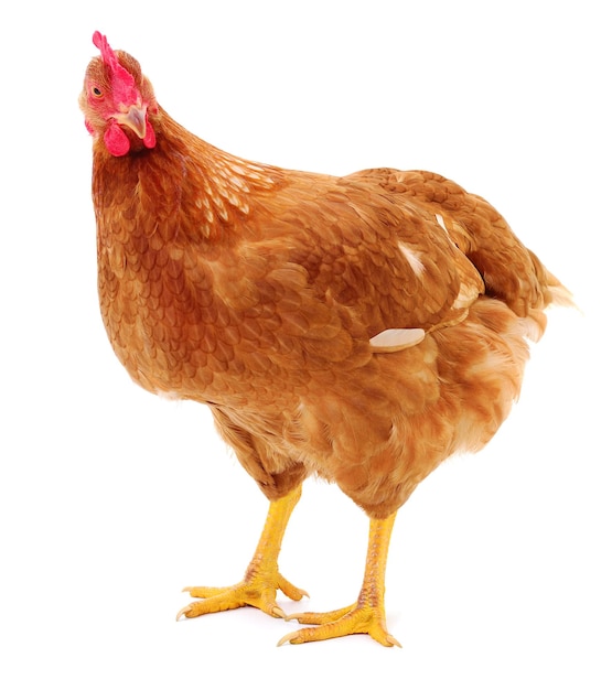 Brown hen isolated