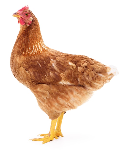 Brown hen isolated