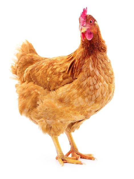 Brown hen isolated