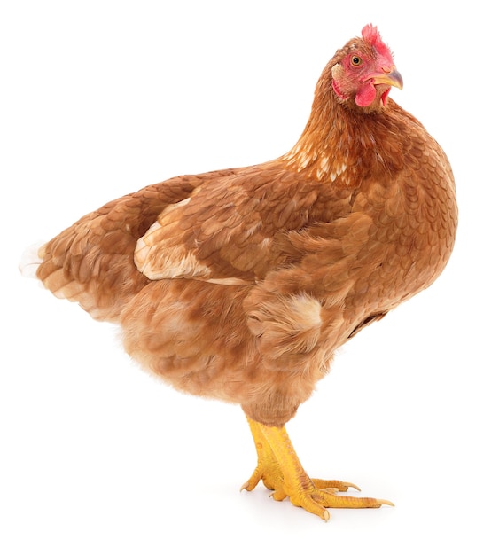 Brown hen isolated