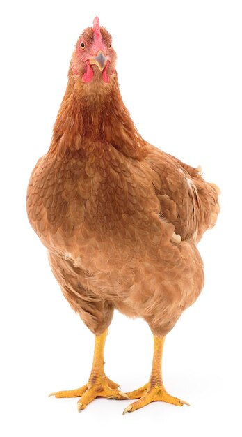 Brown hen isolated