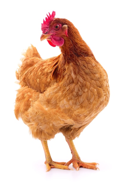 Brown hen isolated