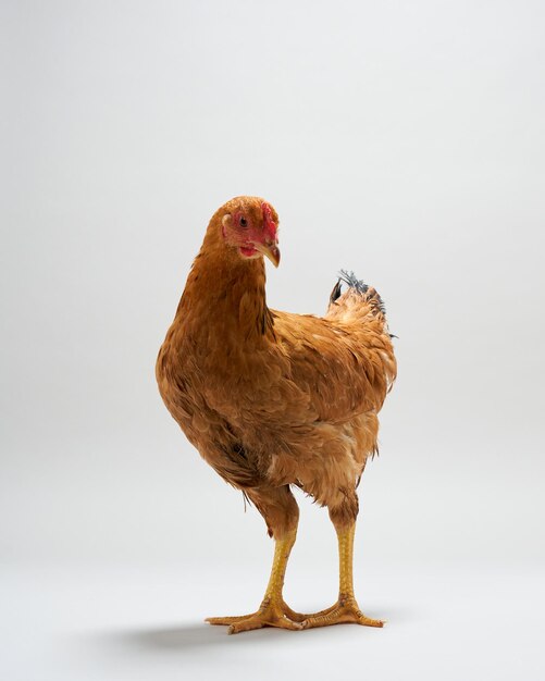 Foto gallina marrone guardando davanti isolata su sfondo bianco riprese in studio