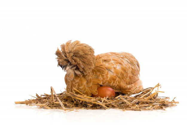 Brown hen with egg on straw