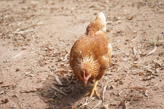 Photo brown hen in the yard looking for food