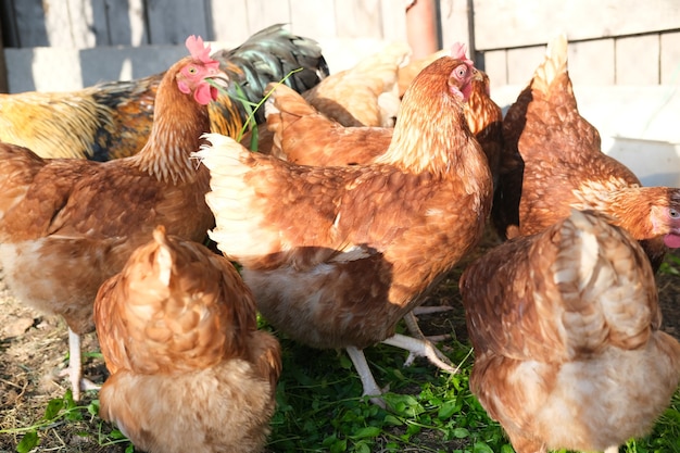 茶色の鶏とオンドリは養鶏場を歩き、健康的な食事と草の餌の概念を食べます