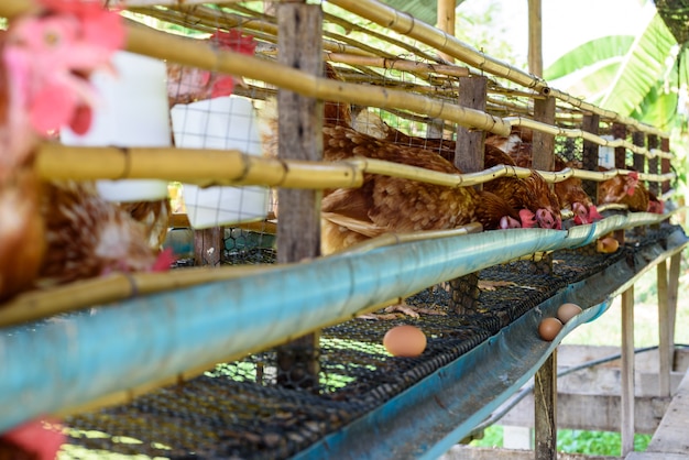 茶色の鶏は、産卵鶏農場からの畜産と産卵、田舎での低コストの単純な鶏飼育、タイの田舎での農業家禽を食べます