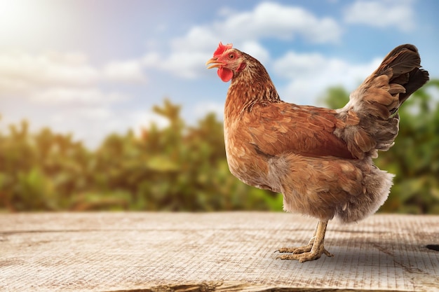 茶色の鶏のポーズ、産卵鶏の農家の概念。