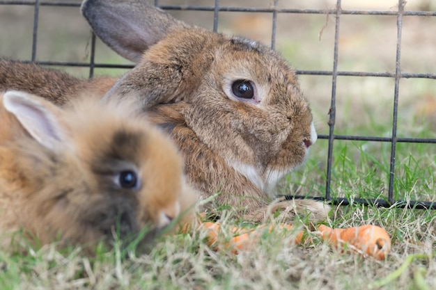 Photo brown holland lop rabbit in the garden